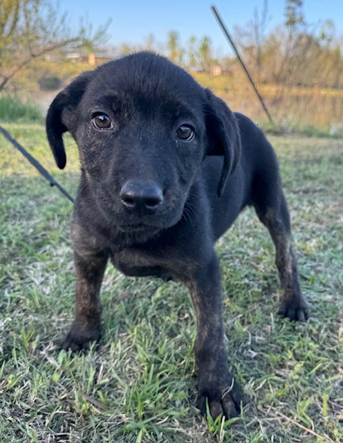 DORA - Hound available for adoption