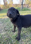 Dora