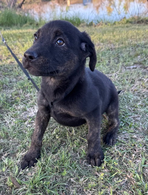 Dora