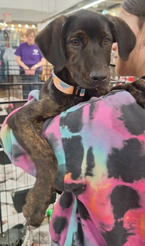 Dora, an adoptable Hound in Tarrytown, GA