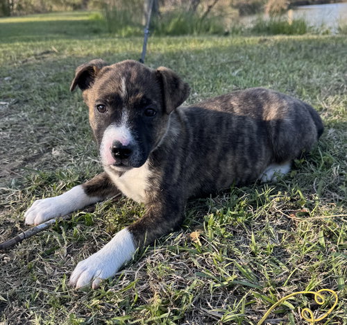 DASH - Hound available for adoption