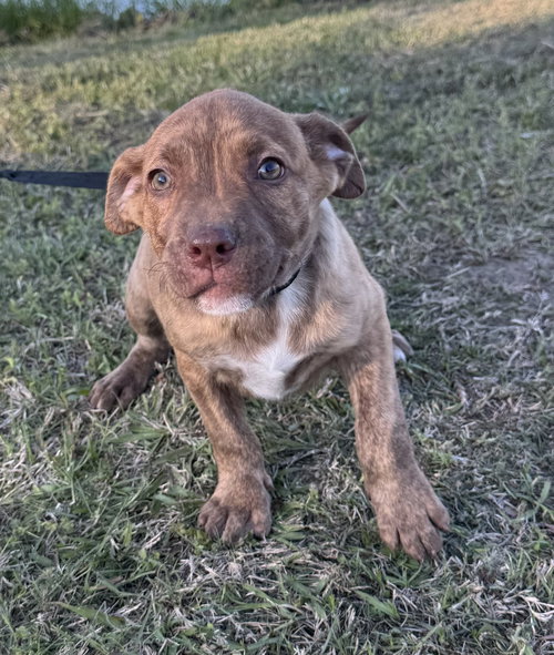 DENNIS - Hound available for adoption