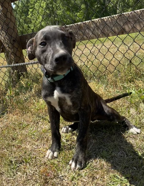 picture of the dog needing adoption