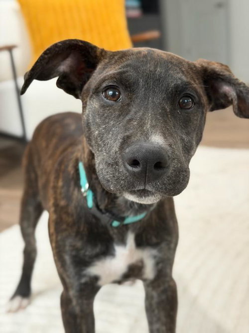 Opal, an adoptable Unknown breed in Tarrytown, GA