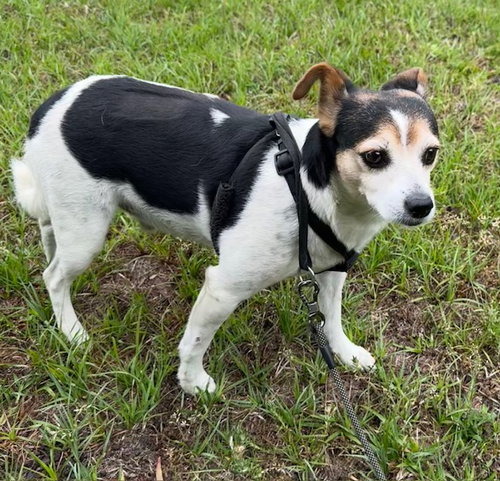 Woody, an adoptable Jack Russell Terrier in Tarrytown, GA