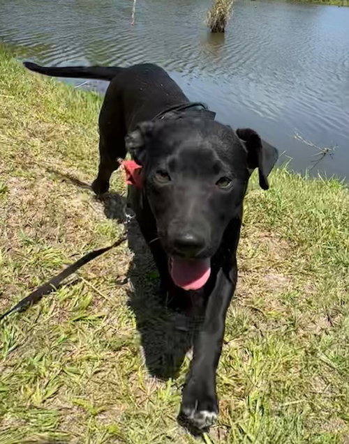 Mack, an adoptable Labrador Retriever in Tarrytown, GA