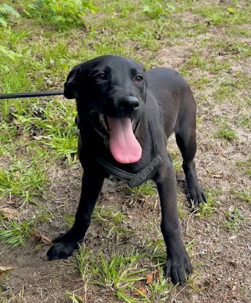 Claire, an adoptable Labrador Retriever in Tarrytown, GA