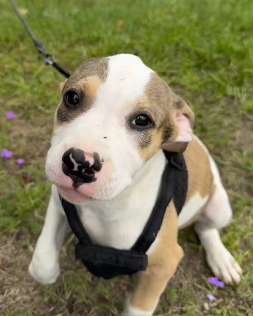 Gabi, an adoptable Bulldog in Tarrytown, GA