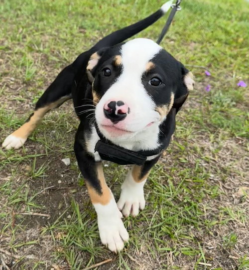 Gena, an adoptable Bulldog in Tarrytown, GA