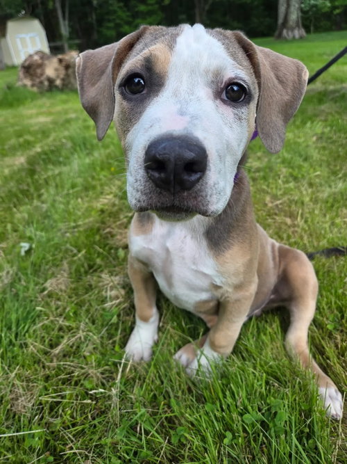 Geo, an adoptable Bulldog in Tarrytown, GA