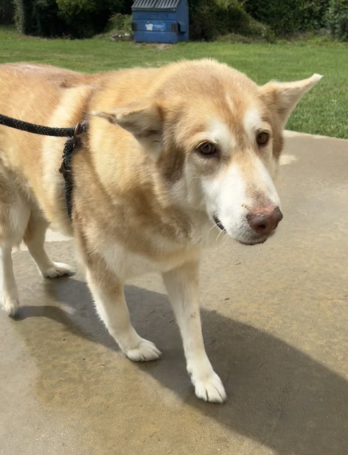 Wolfie, an adoptable Husky in Tarrytown, GA