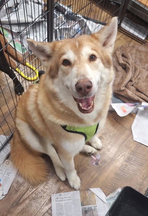 Wolfie, an adoptable Husky in Tarrytown, GA
