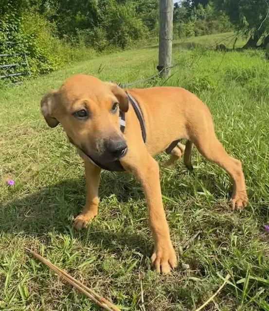 Derrick - Labrador Retriever