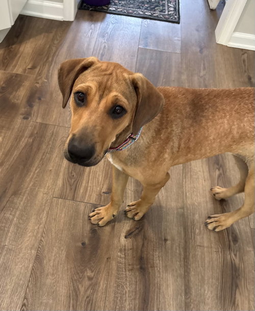 picture of the dog needing adoption