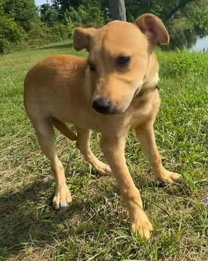 Dari, an adoptable Labrador Retriever in Tarrytown, GA
