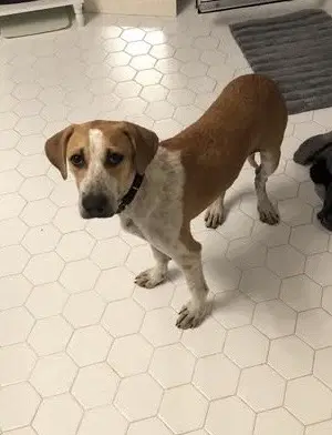 Dari - Labrador Retriever