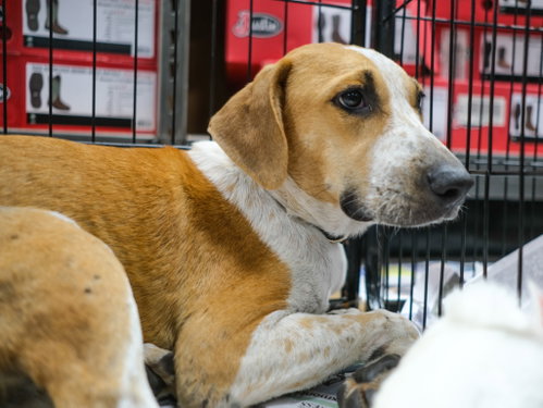 picture of the dog needing adoption