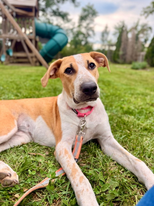 Dari, a dog for adoption from Southern Comfort Animal Rescue