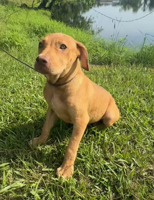Dexie - Labrador Retriever