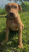 Dexie