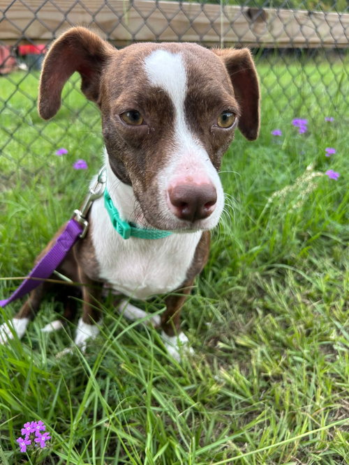 Vera, an adoptable Chihuahua in Tarrytown, GA