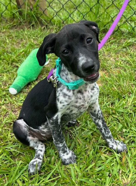 Tinsey, an adoptable Hound in Tarrytown, GA