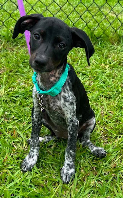 Tessa, an adoptable Hound in Tarrytown, GA