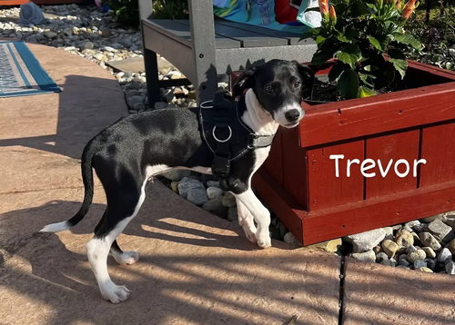 Trevor