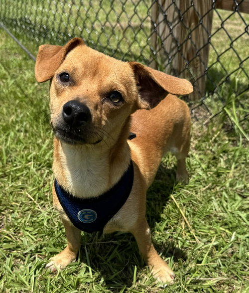 Peanut, an adoptable Chihuahua in Tarrytown, GA