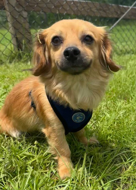 Jelly, an adoptable Chihuahua in Tarrytown, GA