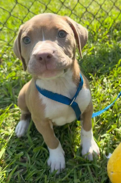 Lainey, an adoptable Bulldog in Tarrytown, GA