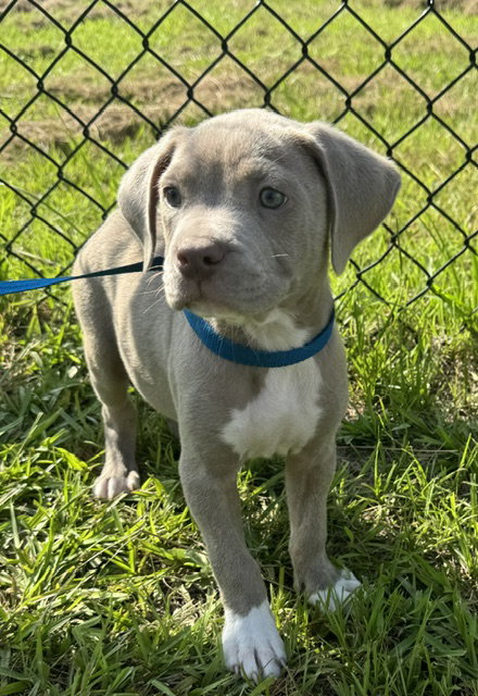 Lava, an adoptable Bulldog in Tarrytown, GA