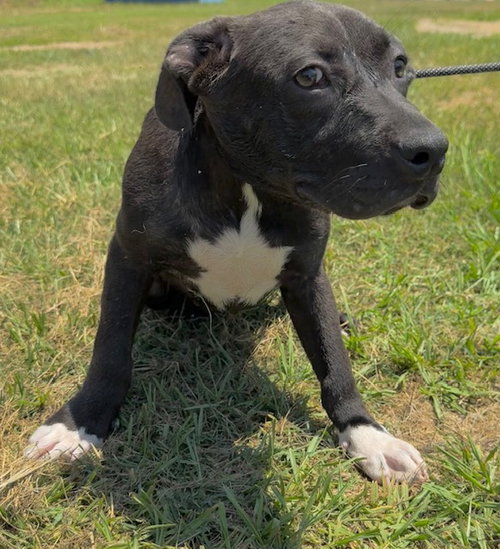 Aggy, an adoptable Labrador Retriever in Tarrytown, GA