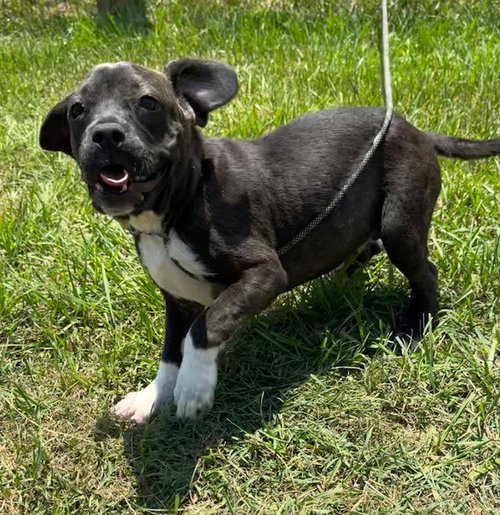 Avery, an adoptable Labrador Retriever in Tarrytown, GA