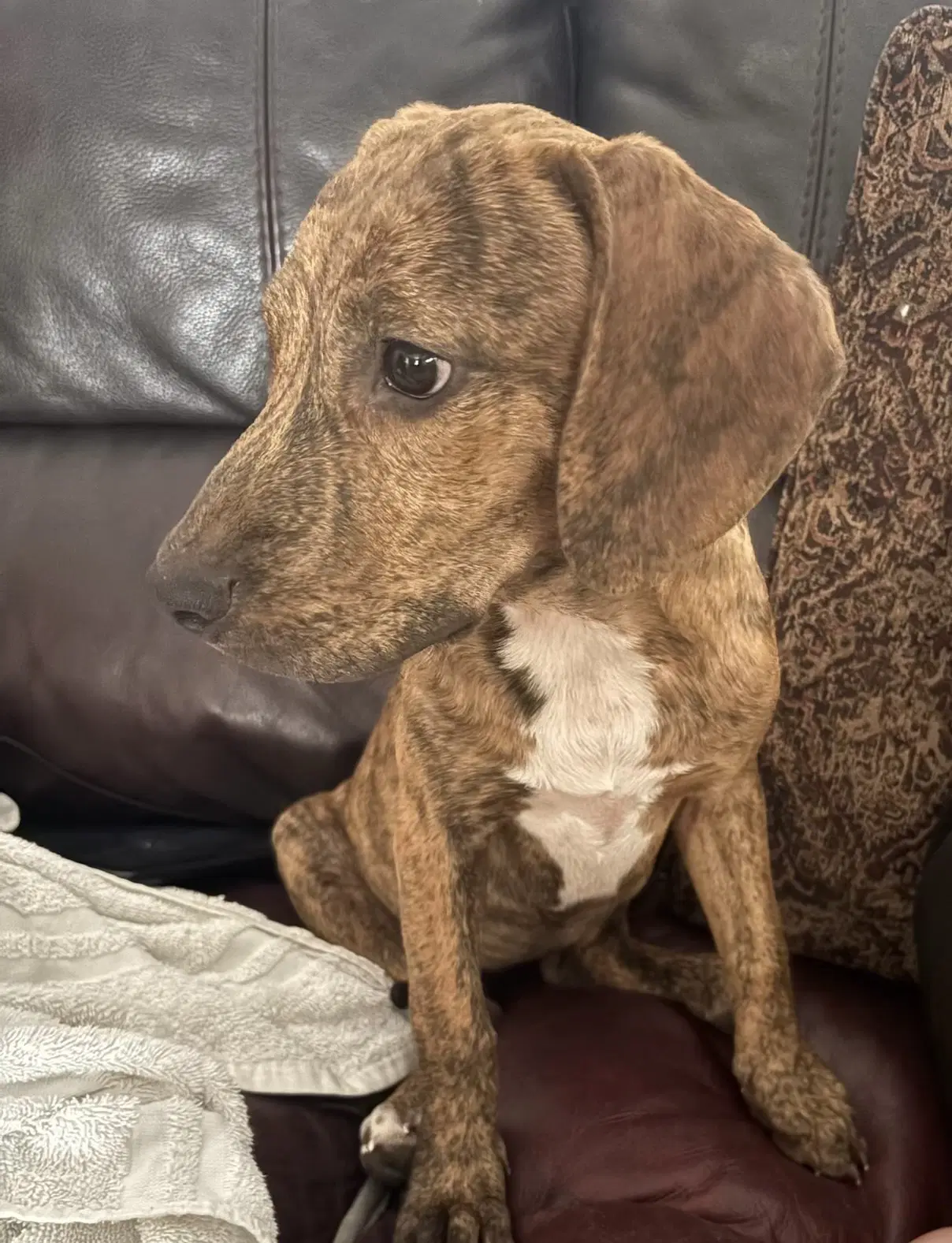 Julie - Hound