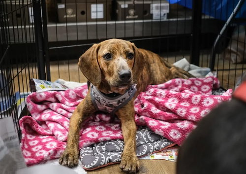 picture of the dog needing adoption