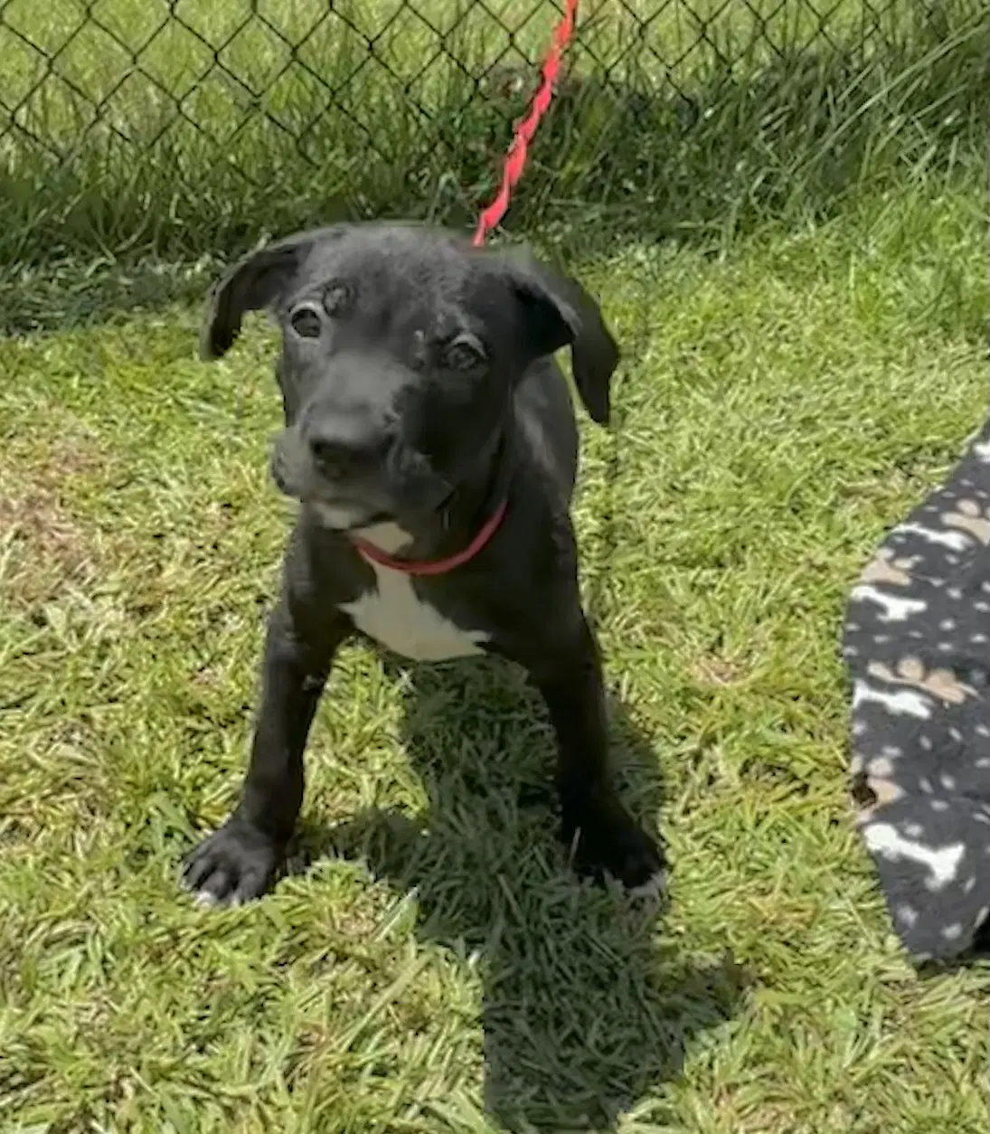 Cameron - Labrador Retriever