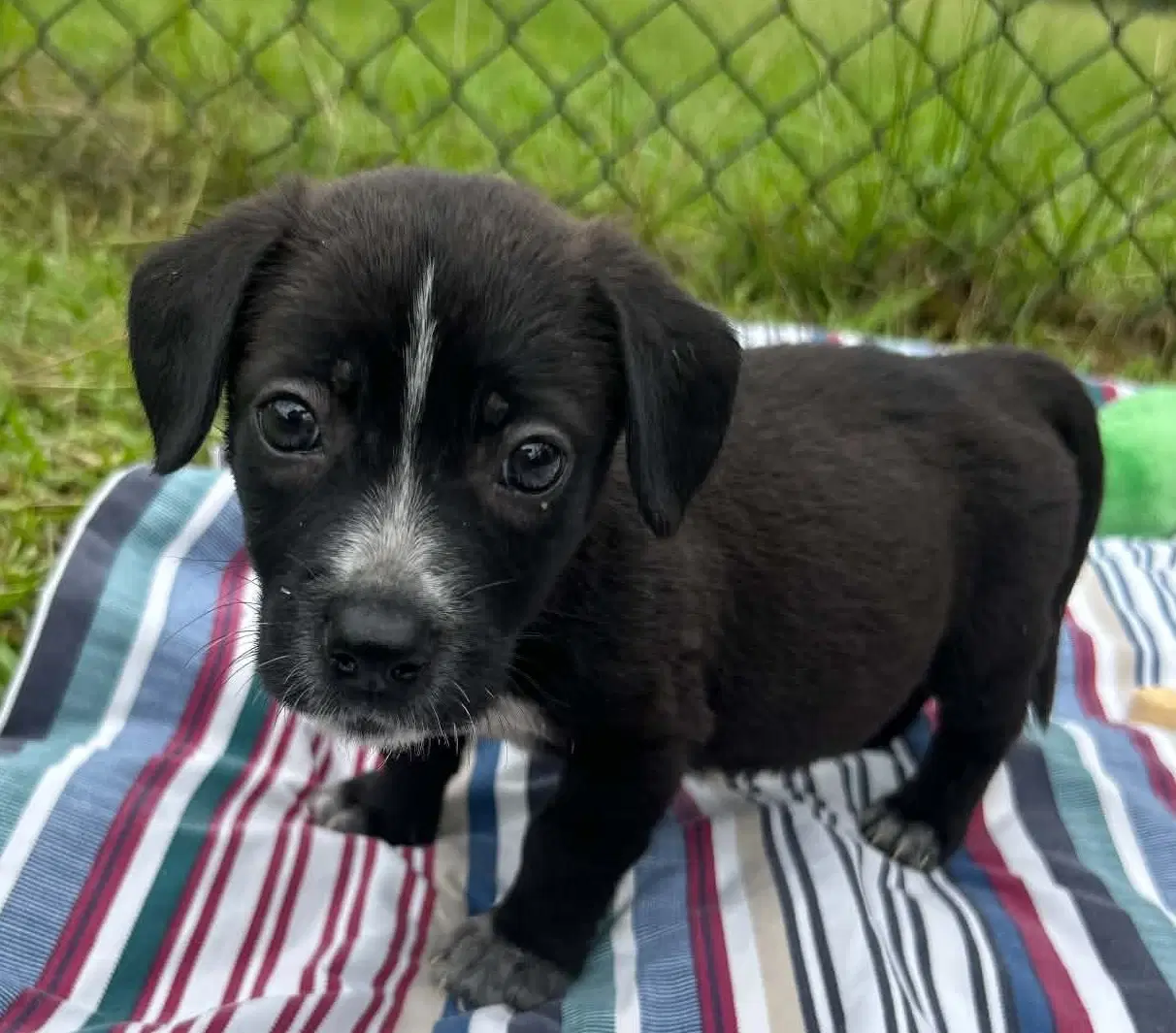 Lylah - Labrador Retriever