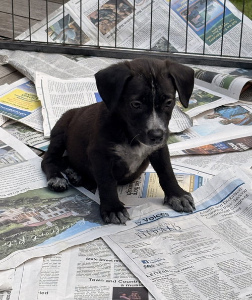 picture of the dog needing adoption