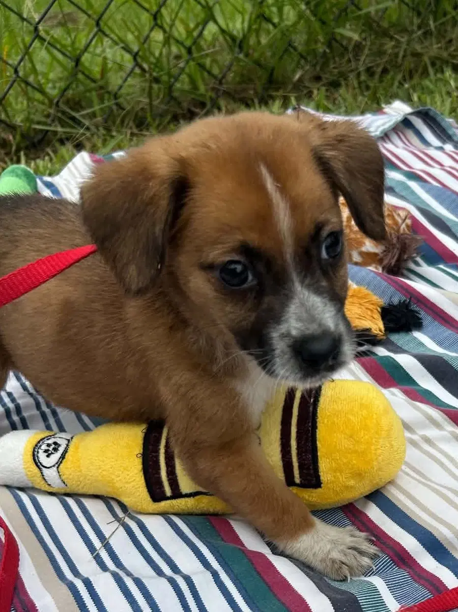 Londyn - Labrador Retriever
