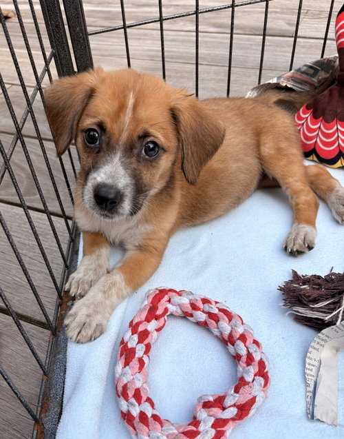 picture of the dog needing adoption