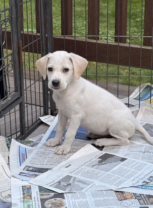 picture of the dog needing adoption