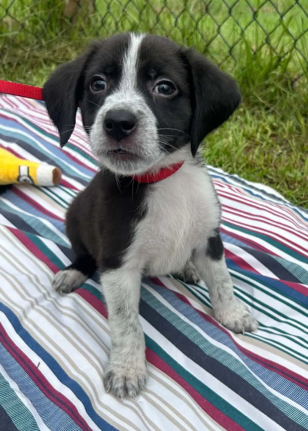 Lennox - Labrador Retriever