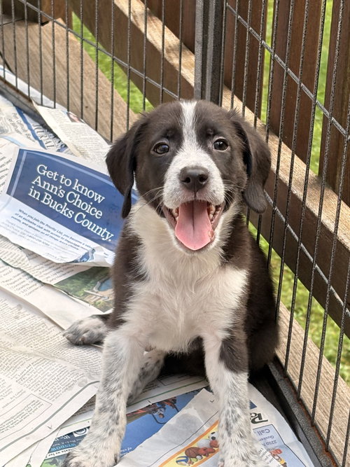 picture of the dog needing adoption