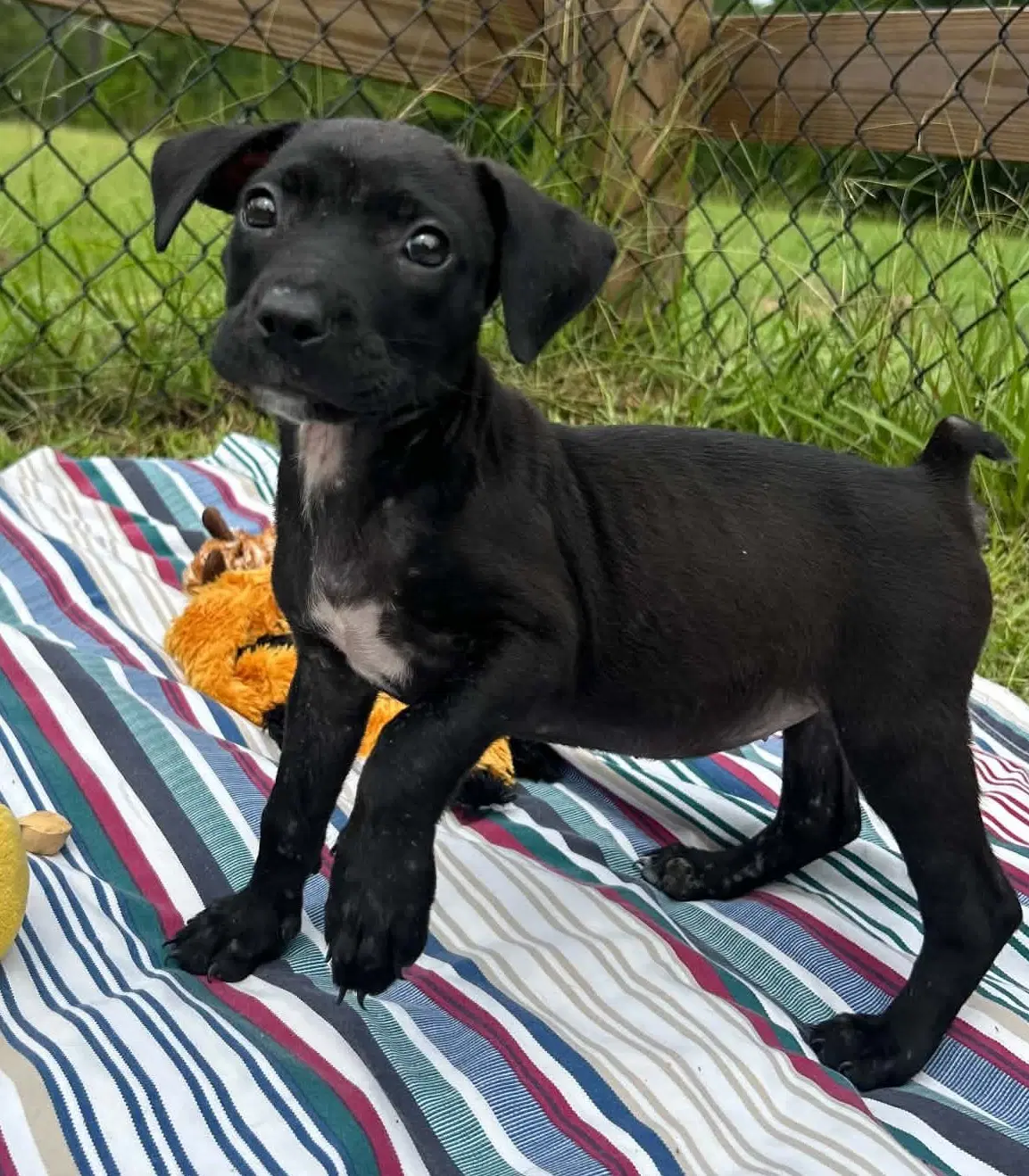 Bailey - Labrador Retriever