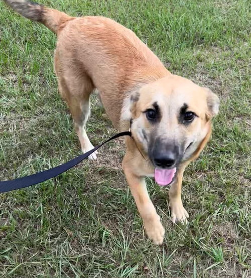 picture of the dog needing adoption