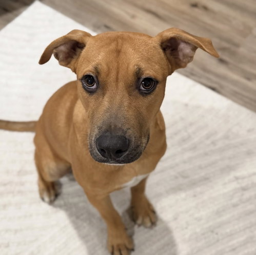 Johnny, a dog for adoption from Southern Comfort Animal Rescue