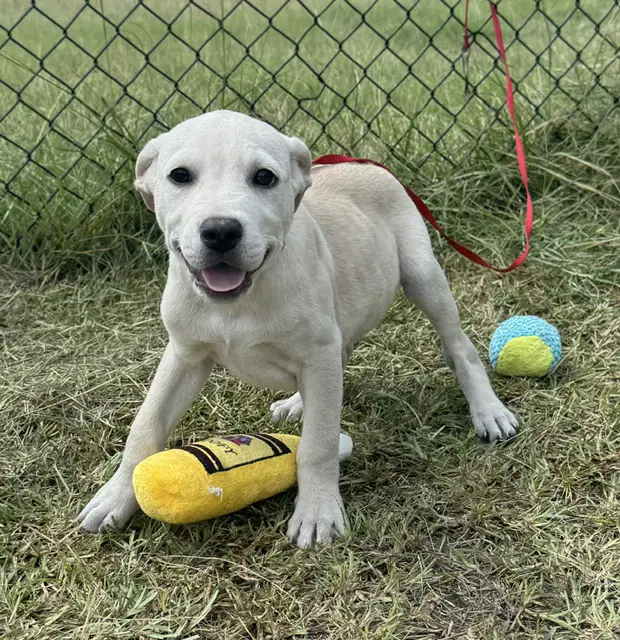 Rolo - Labrador Retriever