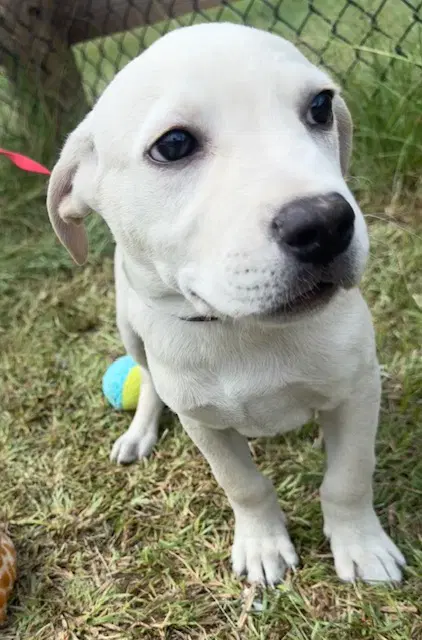 Rolo image 3