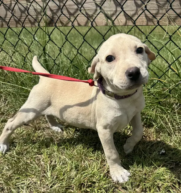 Ryker - Labrador Retriever